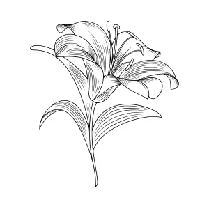 Elegant Black & White Lily Illustration