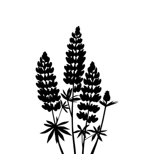Black Silhouette Lupine Flowers