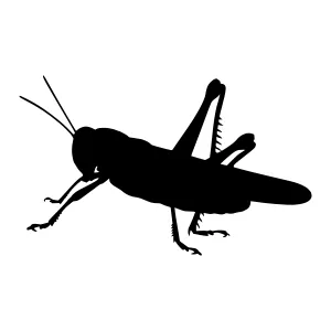 Silhouette Grasshopper - Minimalist Insect Vector