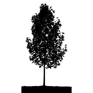 Silhouette Tree Black and White