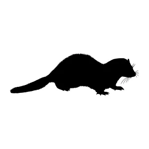 Black Ferret Silhouette Vector Illustration