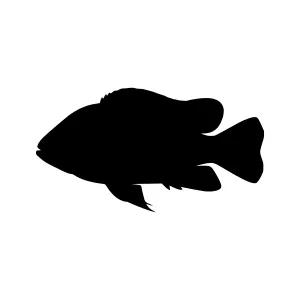 Black Silhouette Fish Vector Graphic