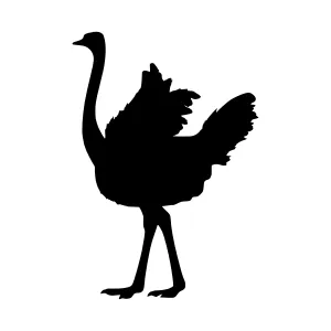 Ostrich Silhouette Vector Illustration