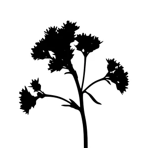 Black Floral Silhouette on White Background