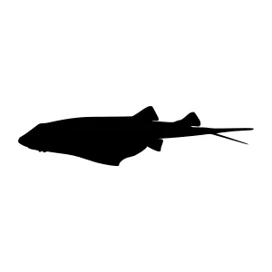 Shark Silhouette Vector Graphic