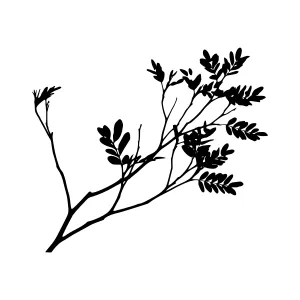 Black Branch Silhouette on White Background