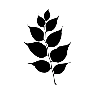 Black Leaf Silhouette on White Background