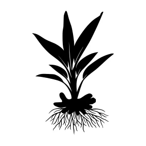 Black Silhouette Plant Illustration