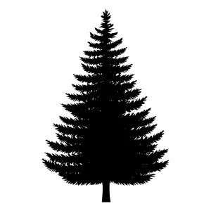 Black Pine Tree Silhouette