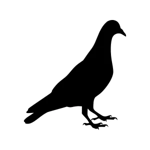 Black Pigeon Silhouette Vector