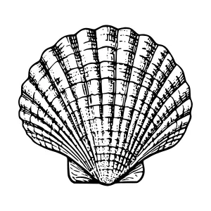 Vintage Black & White Seashell Illustration