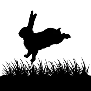 Silhouette Rabbit Jumping in Grass