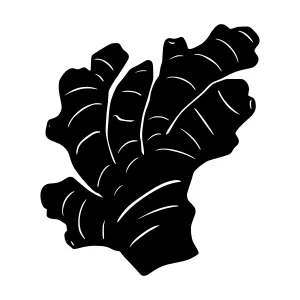 Black Ginger Root Silhouette Vector Illustration