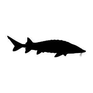 Black Sturgeon Silhouette Vector Graphic