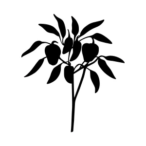Black Eucalyptus Silhouette on White Background