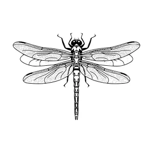 Dragonfly Silhouette Black and White Vector Illustration