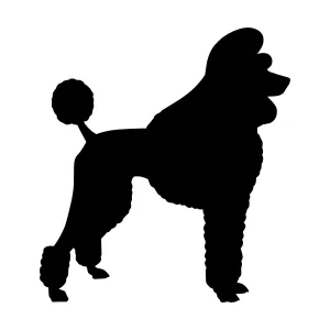 Poodle Silhouette Black Outline Vector