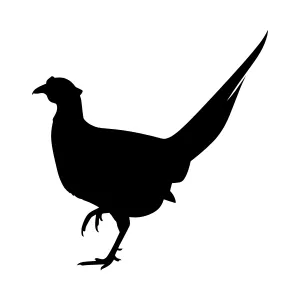 Silhouette of a Pheasant - Bird Vector Graphic