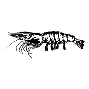 Black Shrimp Illustration - Vector Graphic