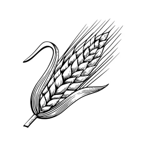 Wheat Ear Illustration - Hand Drawn Style