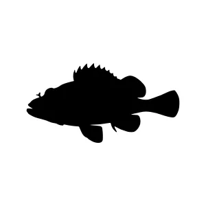 Black Grouper Fish Silhouette Vector