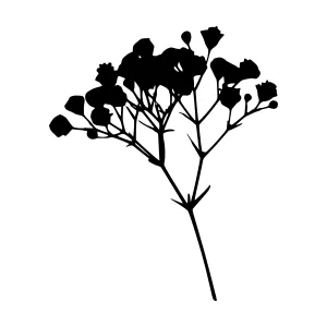 Black Floral Silhouette on White Background