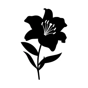 Black Lily Silhouette on White Background
