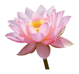 Pink Lotus Flower Illustration - Vector Graphic
