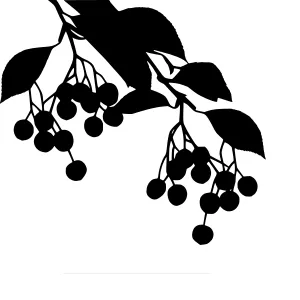 Black Berry Branch Silhouette