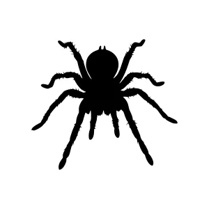 Black Spider Silhouette Vector Graphic