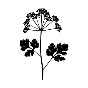 Parsley Silhouette - Minimalist Herb Vector