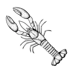 Vintage Lobster Illustration - Black & White Engraving