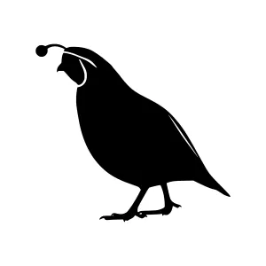 Quail Silhouette Vector Illustration