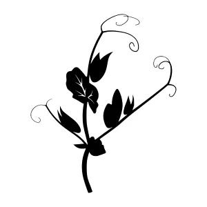 Black Pea Vine Silhouette Vector Illustration