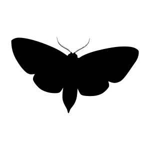 Black Moth Silhouette Vector Illustration