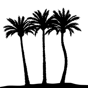 Palm Tree Silhouette Tropical Beach