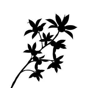 Black Floral Silhouette on White Background