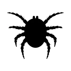 Black Spider Silhouette Vector Graphic