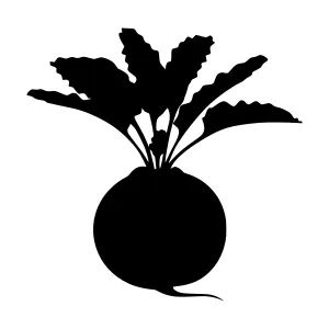 Radish Silhouette Vector Illustration