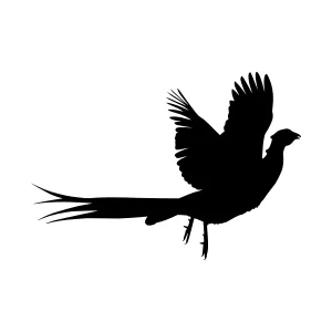Silhouette of a Flying Pheasant