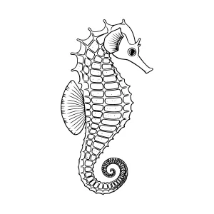 Seahorse Sketch Illustration - Marine Animal Design