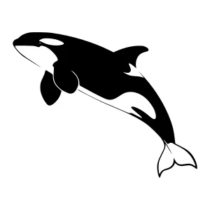 Silhouette Orca Whale Graphic Vector