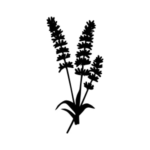 Lavender Silhouette Vector Illustration