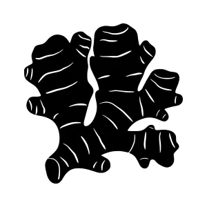 Black Ginger Root Silhouette Vector Illustration