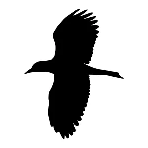 Silhouette Bird Flying - Black Outline Vector
