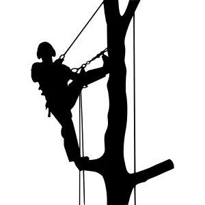 Silhouette Tree Climber - Aerial View