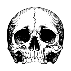 Vintage Skull Illustration - Black & White