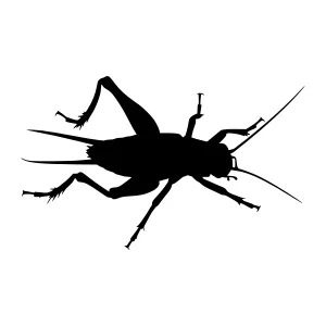 Silhouette Grasshopper - Black Insect Vector