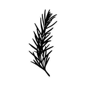 Black Rosemary Branch Illustration