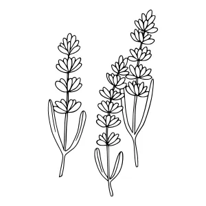 Lavender Sprigs Line Art Illustration